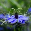 Nigelle à létat sauvage