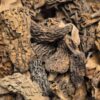 morilles